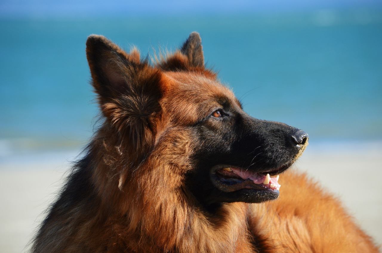 Charakterystyka i leczenie świerzbu u psa